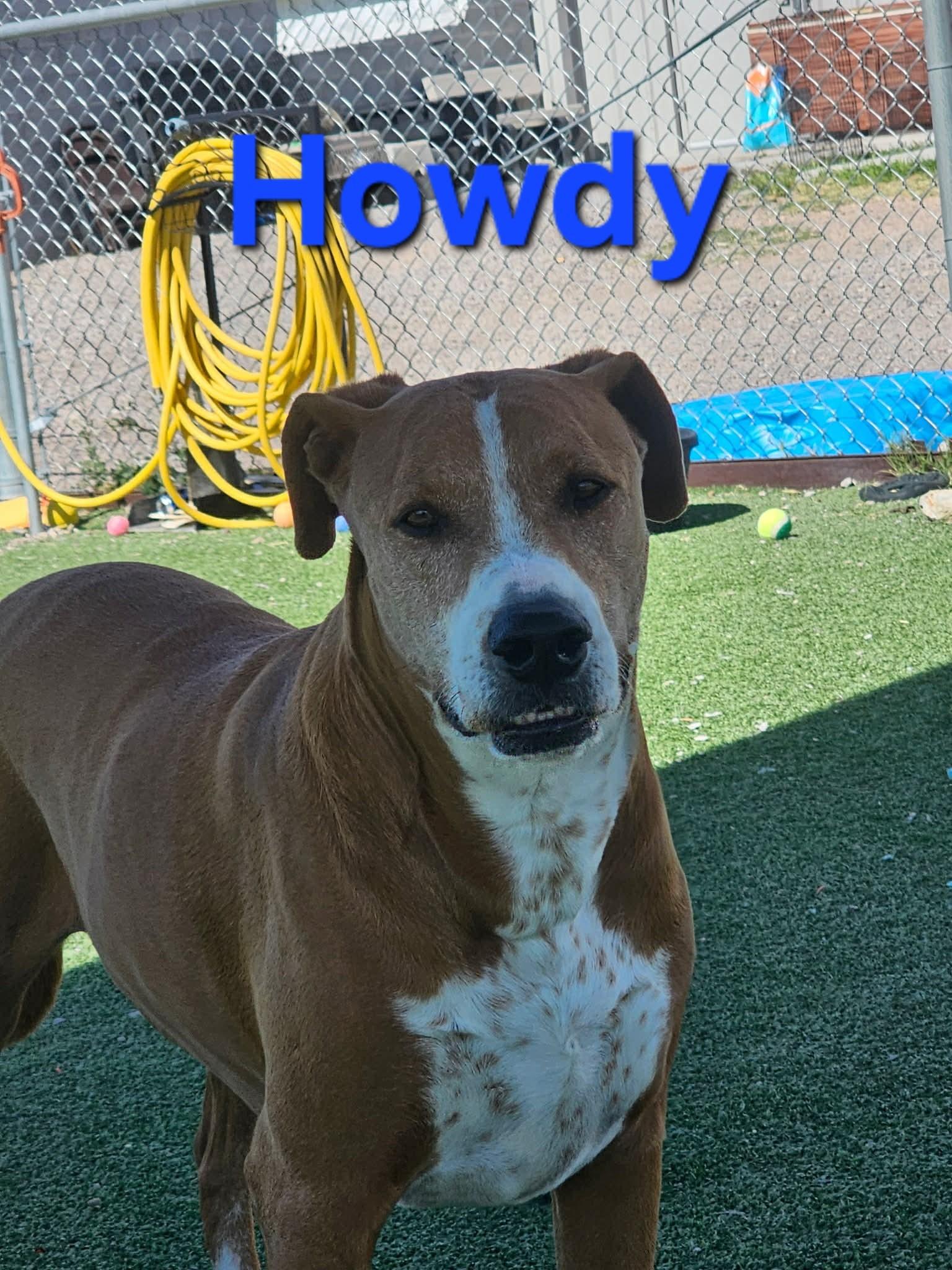 Enlarge Howdy, an adopted mixed breed in Truth or Consequences , NM image 3/6
