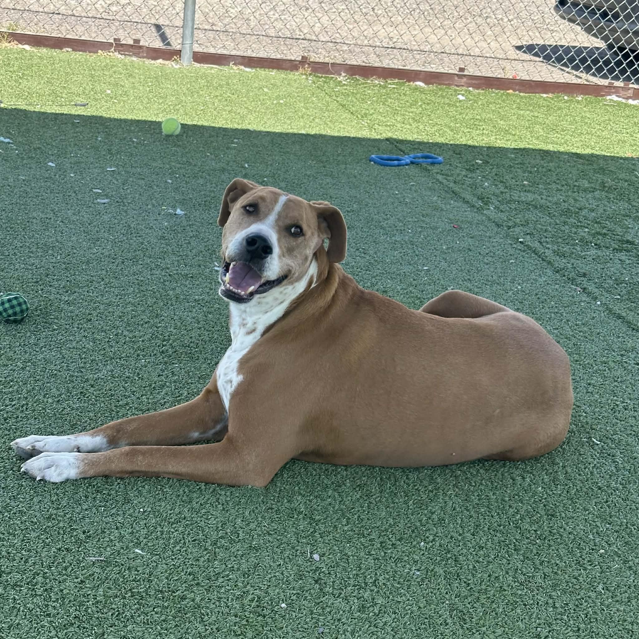 Enlarge Howdy, an adopted mixed breed in Truth or Consequences , NM image 5/6