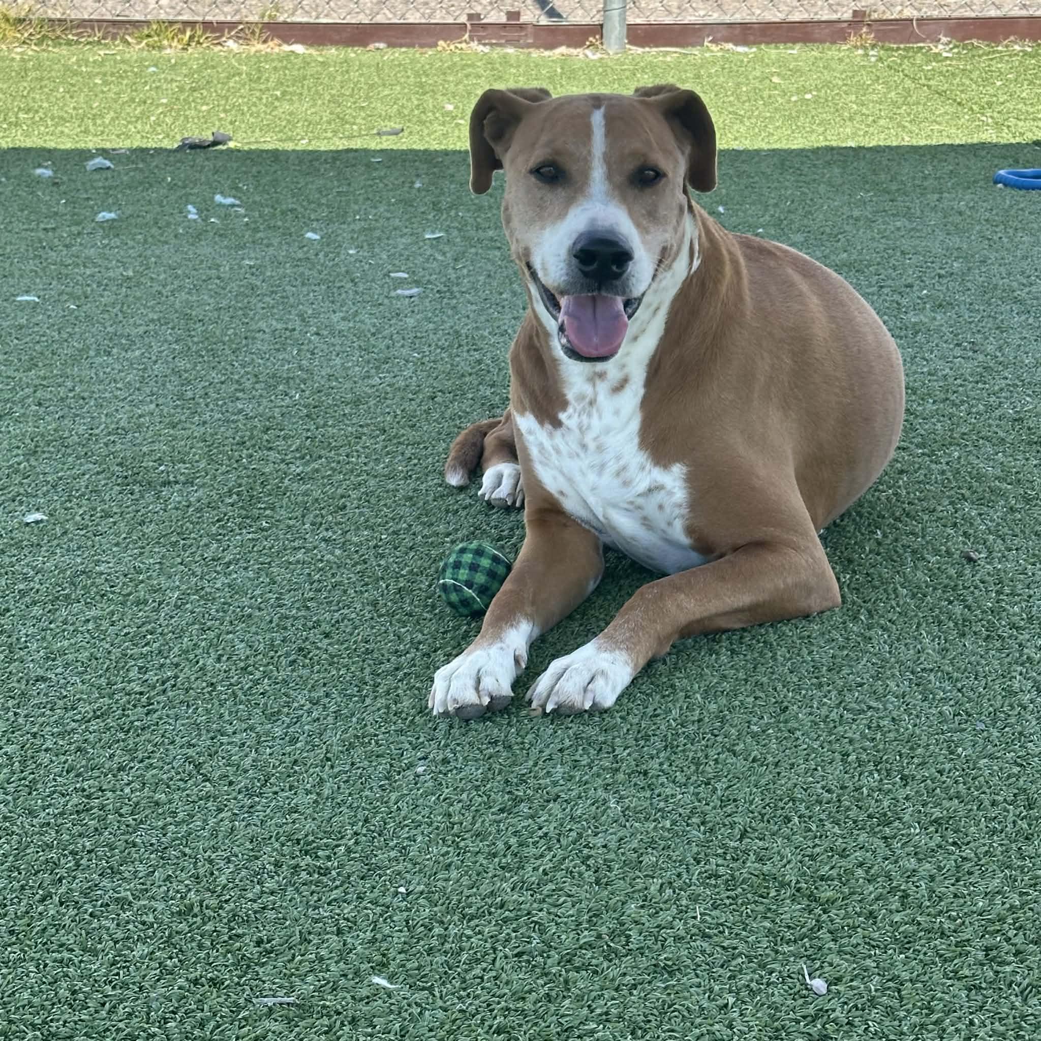 Enlarge Howdy, an adopted mixed breed in Truth or Consequences , NM image 2/6