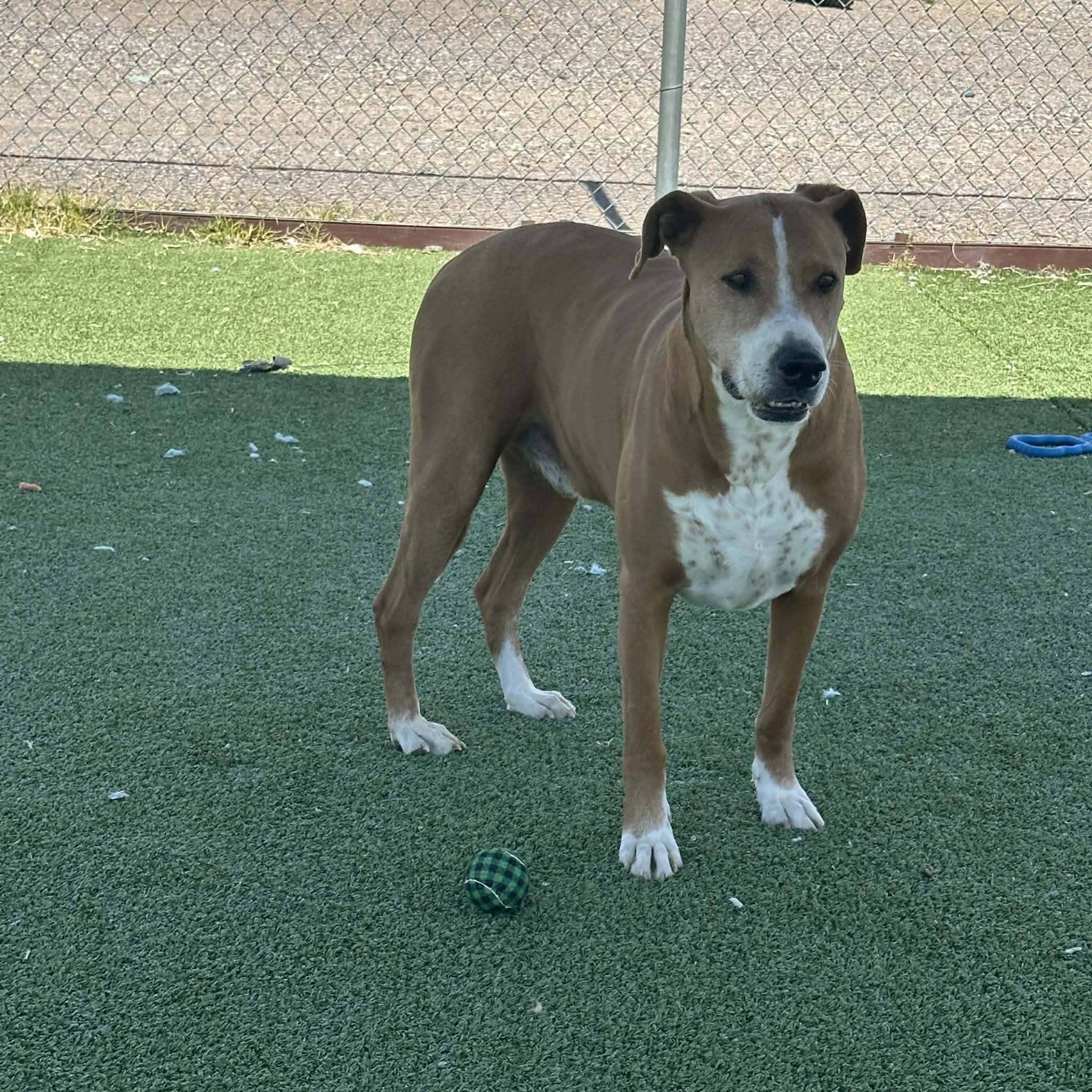 Enlarge Howdy, an adopted mixed breed in Truth or Consequences , NM image 4/6