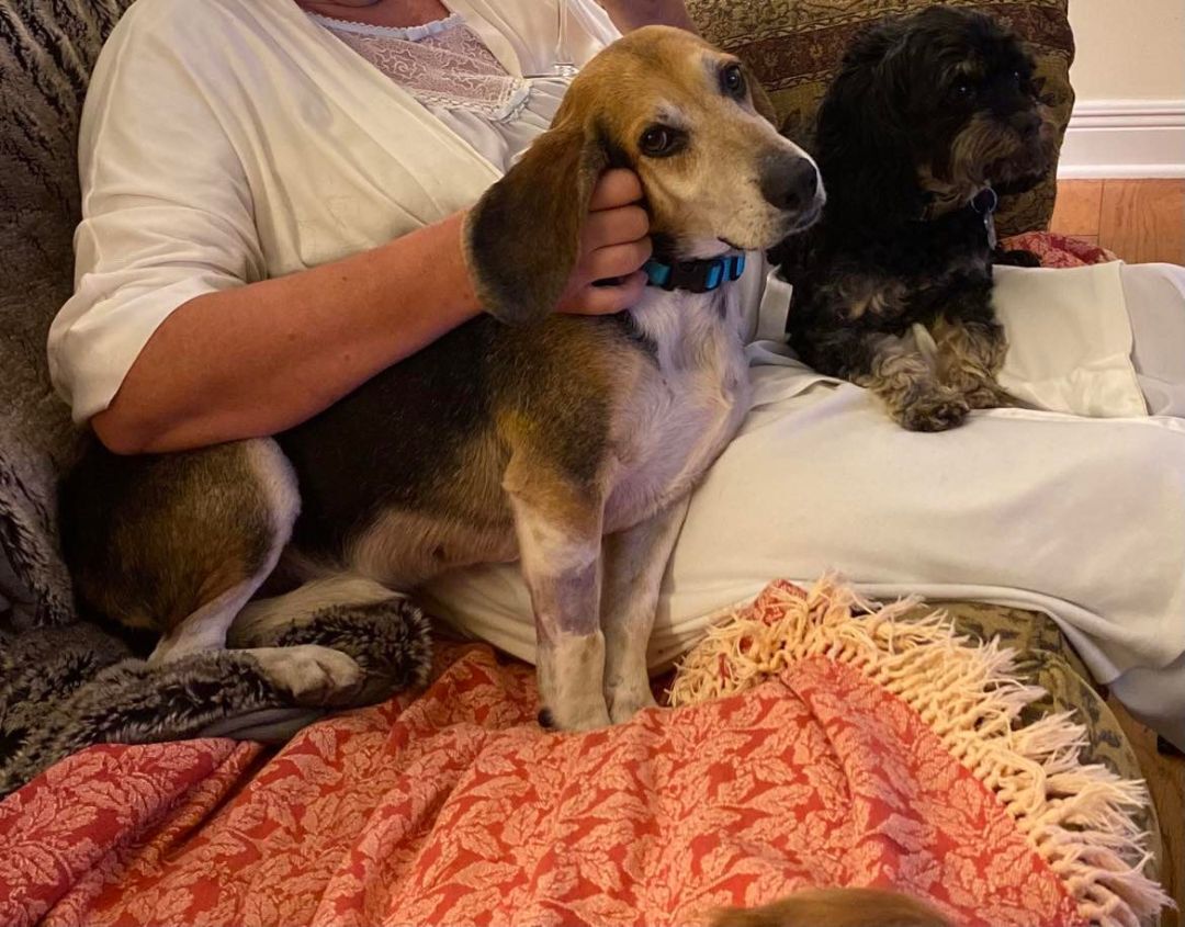 Enlarge Buddy - (Jackson) , a Adopted Beagle in Enfield , CT image 1/16