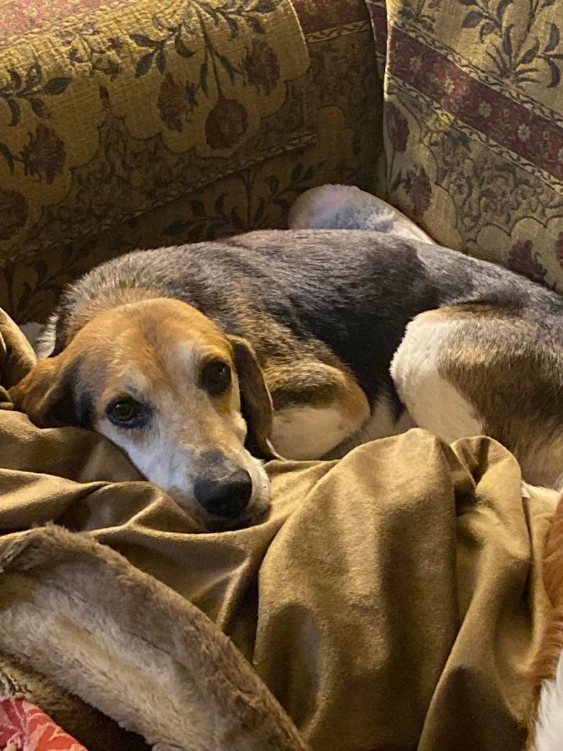 Enlarge Buddy - (Jackson) , a Adopted Beagle in Enfield , CT image 3/16