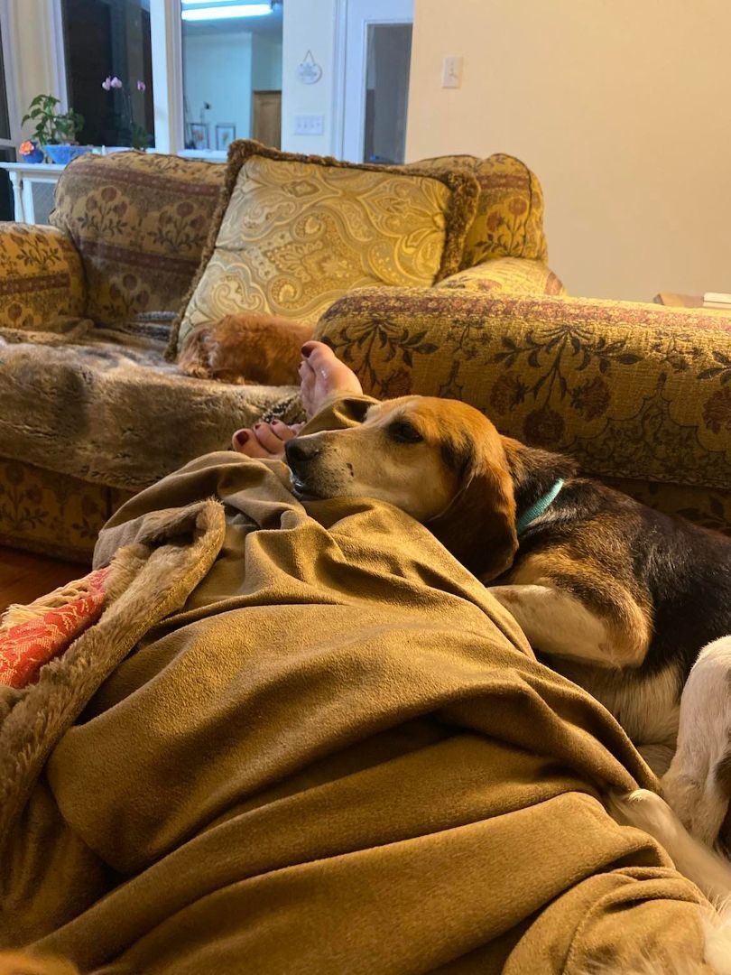 Enlarge Buddy - (Jackson) , a Adopted Beagle in Enfield , CT image 4/16