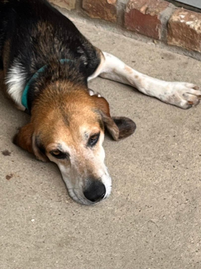 Enlarge Buddy - (Jackson) , a Adopted Beagle in Enfield , CT image 5/16