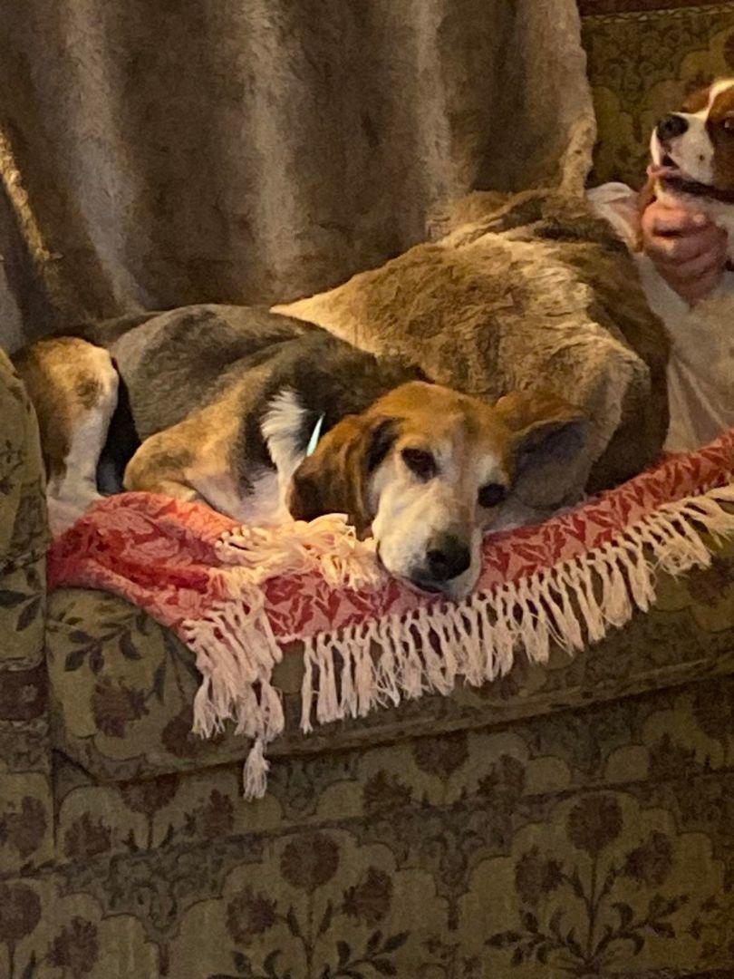 Enlarge Buddy - (Jackson) , a Adopted Beagle in Enfield , CT image 6/16