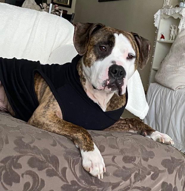 Rocky (the Brindle), Adoptable, Young Male Pit Bull Terrier.