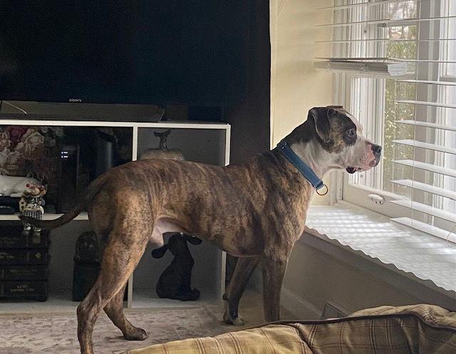 Enlarge Rocky (the Brindle), a Adoptable Pit Bull Terrier in Lockport, NY image 2/3