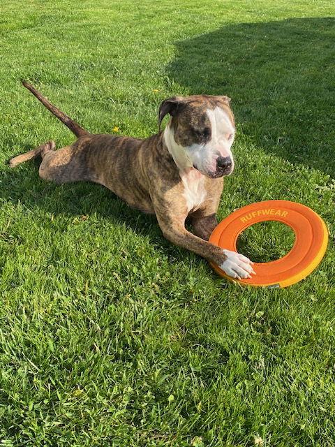 Rocky (the Brindle), a Adoptable Pit Bull Terrier in Lockport, NY image 2/6