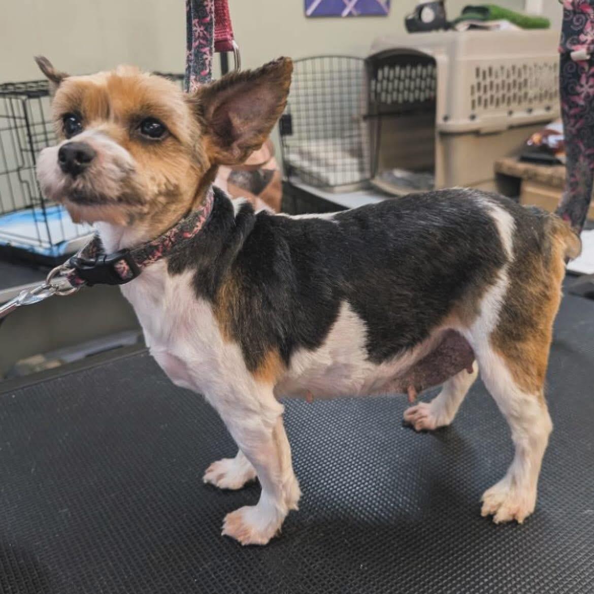 Cleopatra, an adopted Yorkshire Terrier in West Falls, NY image 2/3