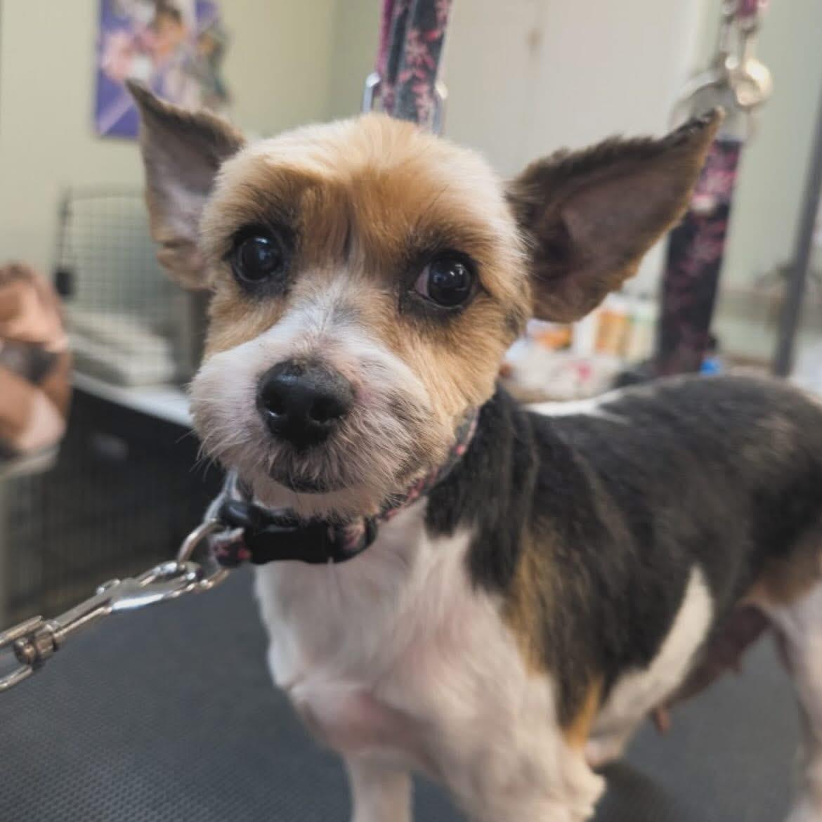 Cleopatra, adopted, Adult Female Yorkshire Terrier.
