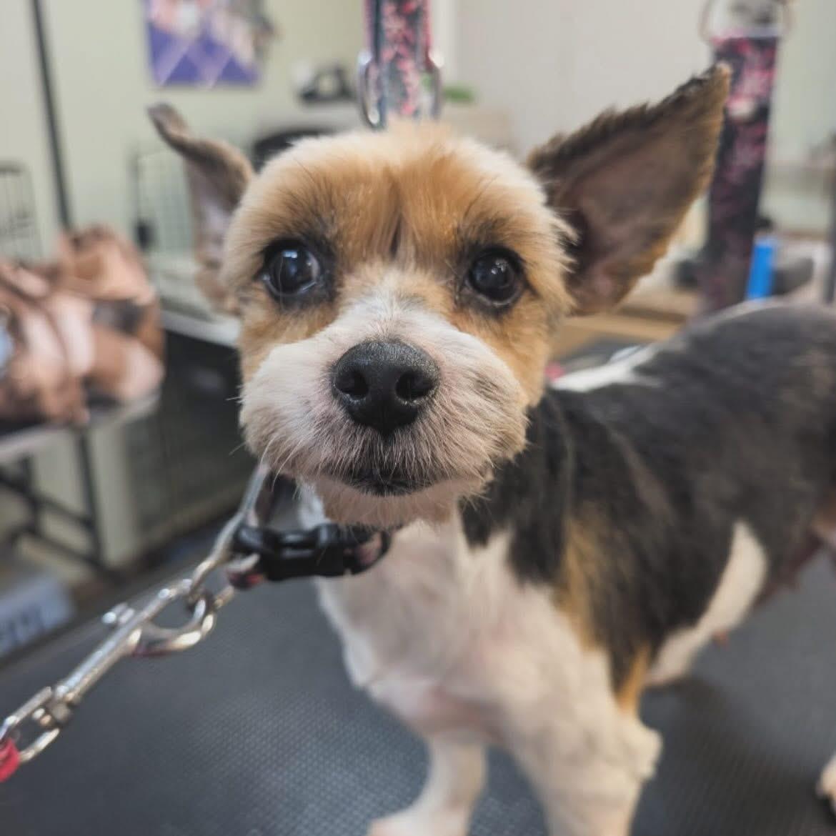 Cleopatra, an adopted Yorkshire Terrier in West Falls, NY image 3/3
