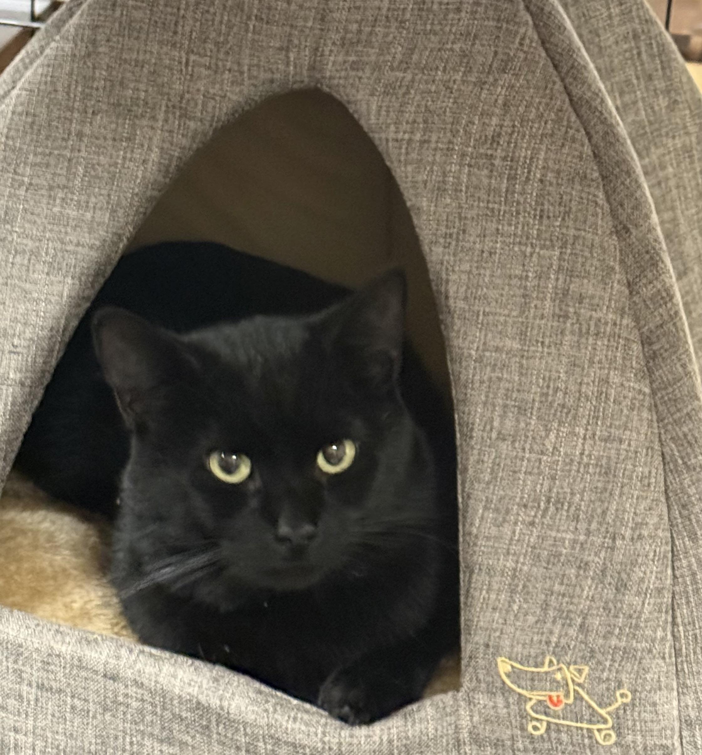 Koda, Adoptable, Young Male Domestic Short Hair.