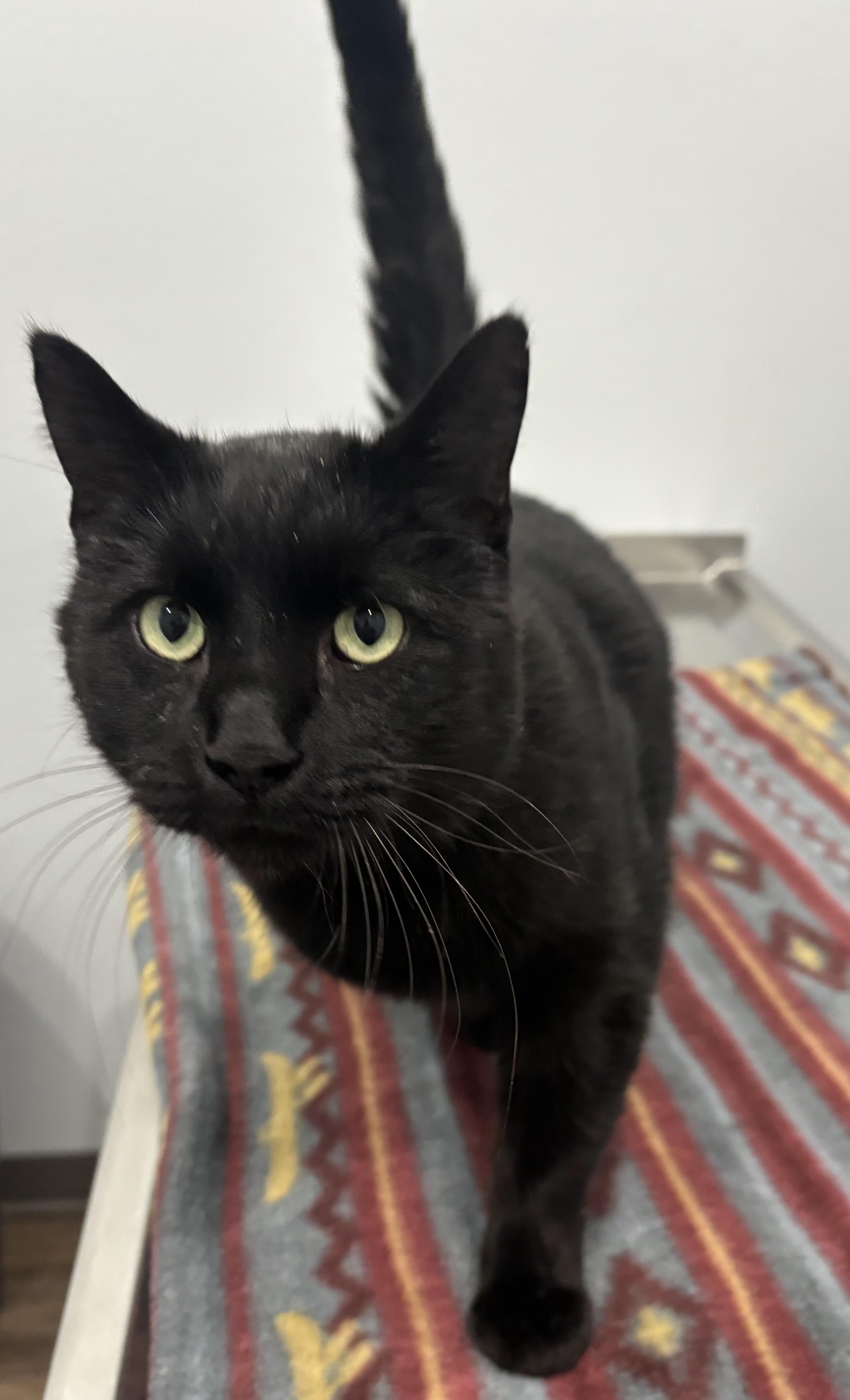 Salem, an adopted Domestic Short Hair in Pella, IA image 1/2