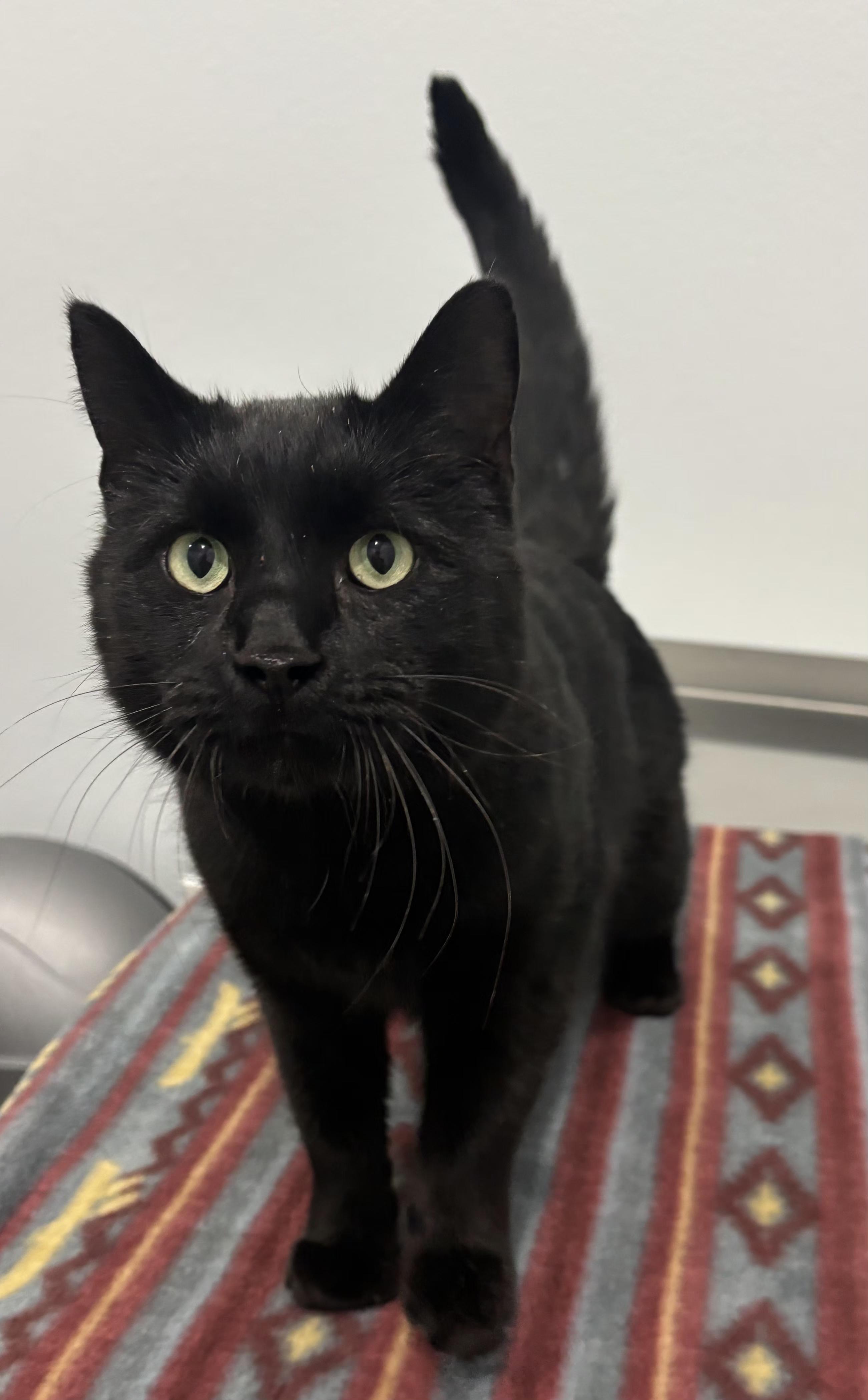 Salem, an adopted Domestic Short Hair in Pella, IA image 2/2