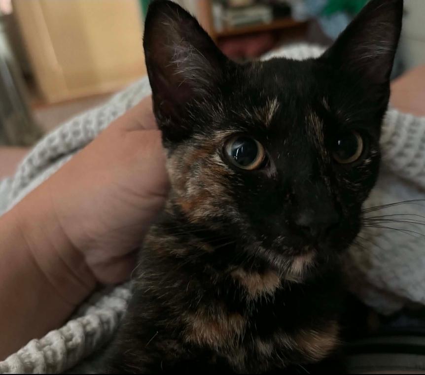 Enlarge Pigeon, a Adoptable Domestic Short Hair in Lincoln, NE image 3/3