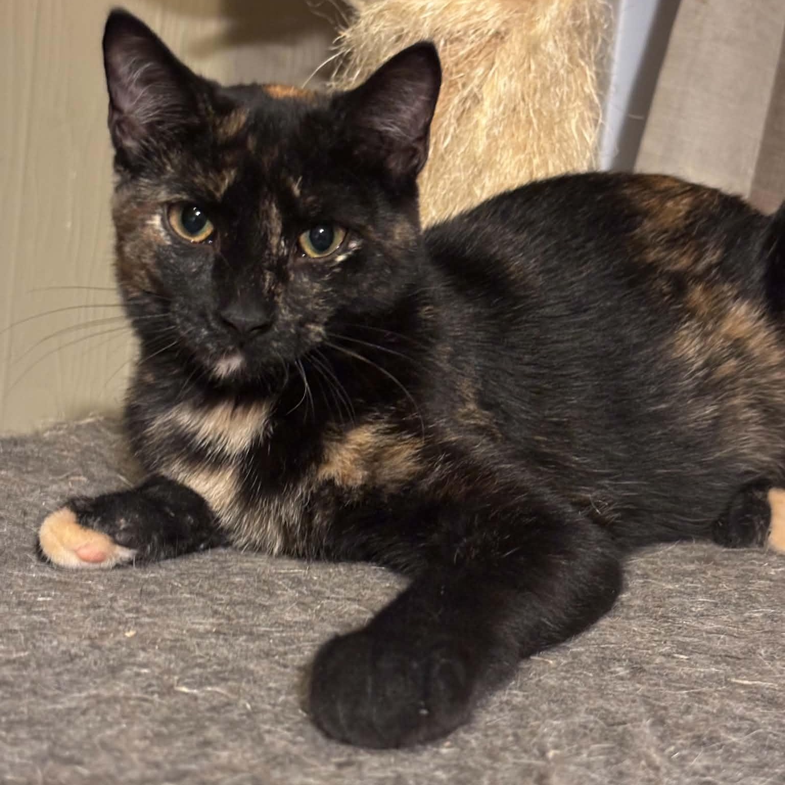Pigeon, Adoptable, Kitten Female Domestic Short Hair.