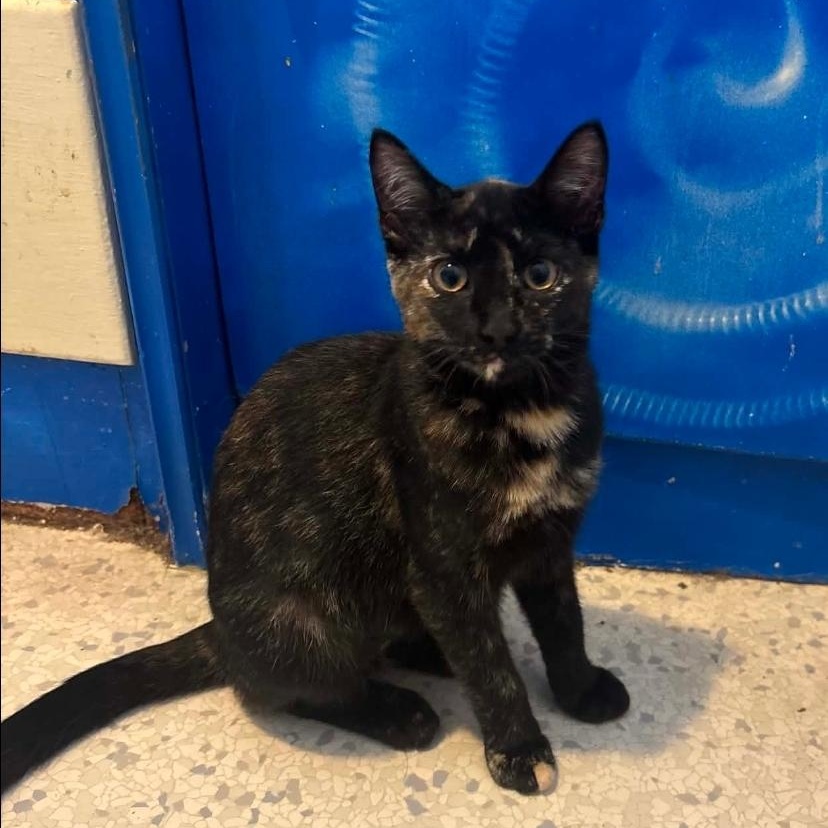 Enlarge Pigeon, a Adoptable Domestic Short Hair in Lincoln, NE image 2/3