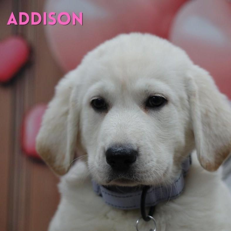 Addison, adopted, Puppy Female Anatolian Shepherd & Flat-Coated Retriever.