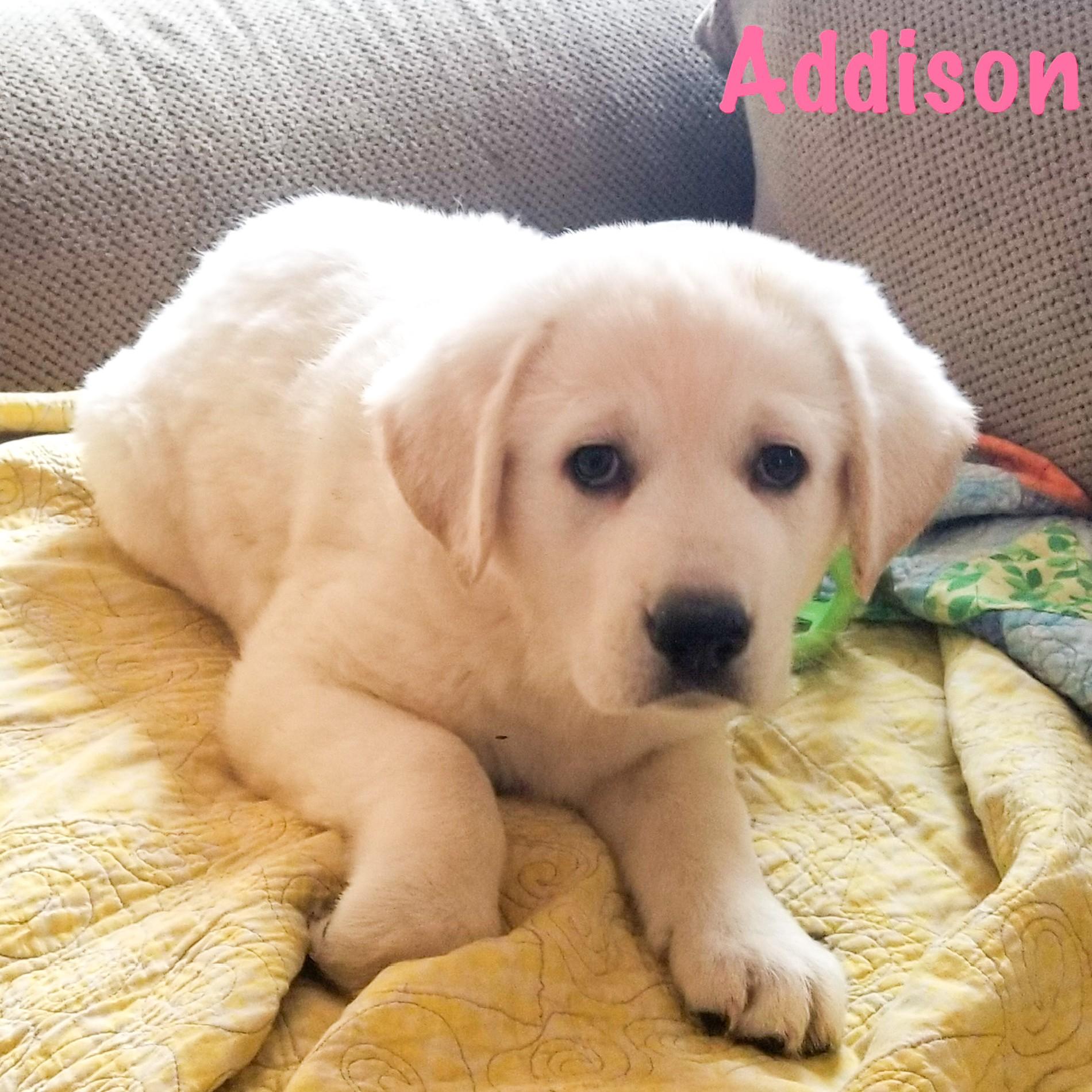 Addison, an adopted mixed breed in Albany, NY image 2/2