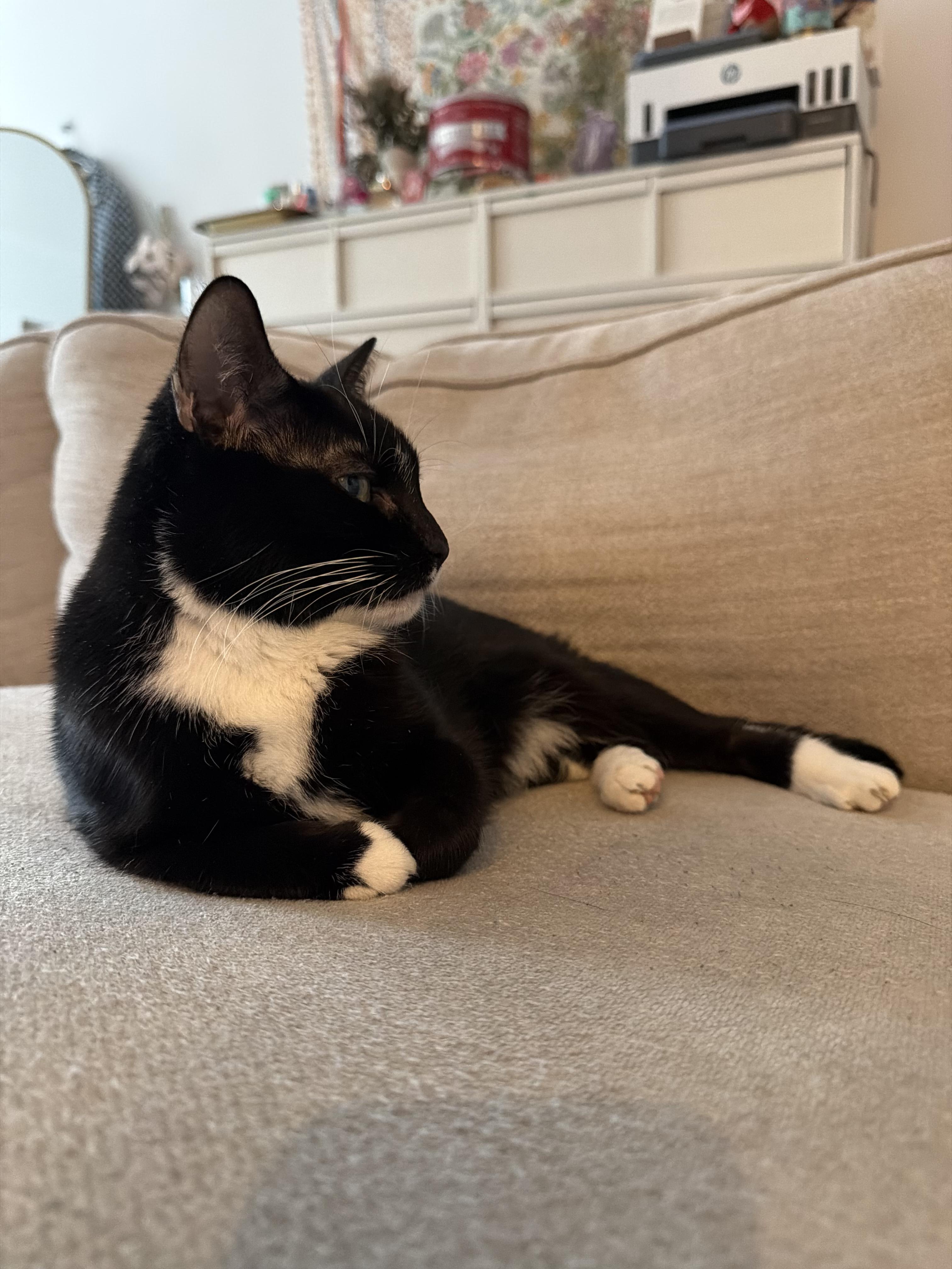 Kuti, a Adoptable Domestic Short Hair in Brooklyn, NY image 4/4