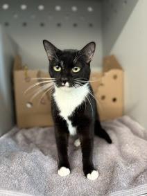 Kuti, a Adoptable Domestic Short Hair in Brooklyn, NY image 2/4