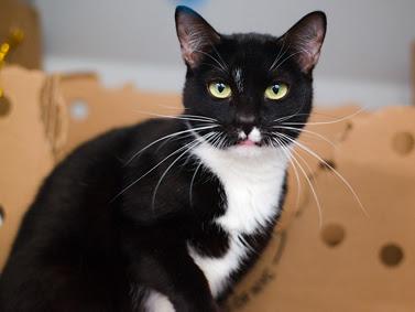 Kuti, Adoptable, Adult Female Domestic Short Hair.