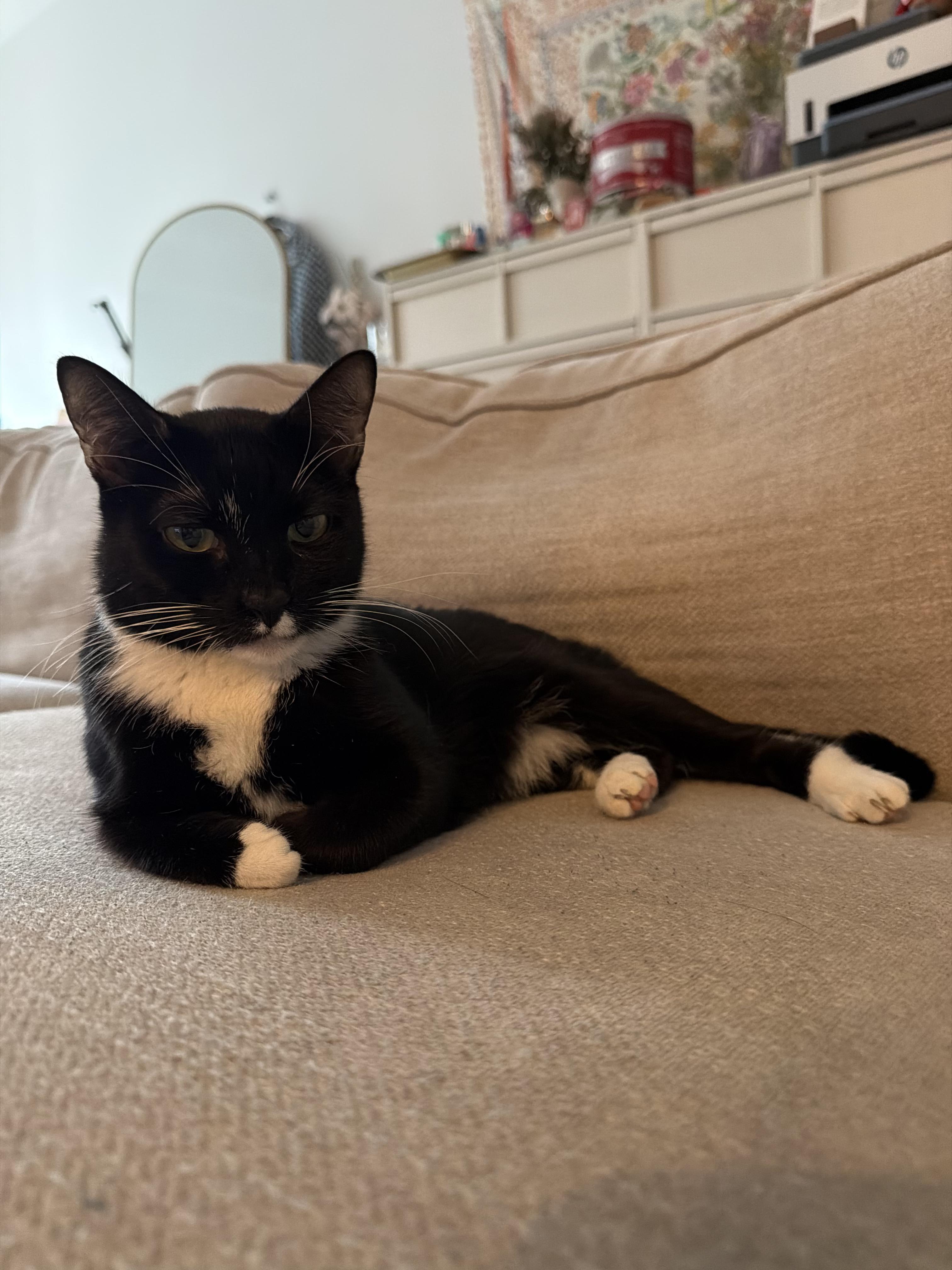 Kuti, a Adoptable Domestic Short Hair in Brooklyn, NY image 3/4