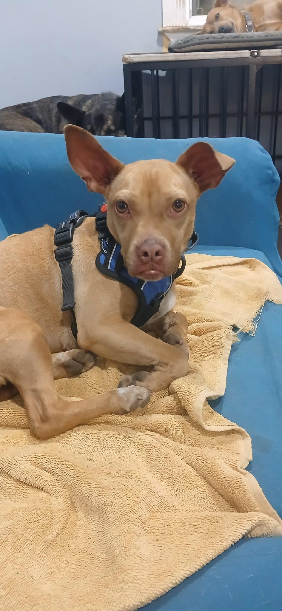 Enlarge Tatum, a ADOPTABLE mixed breed in Ocean Springs, MS image 3/5
