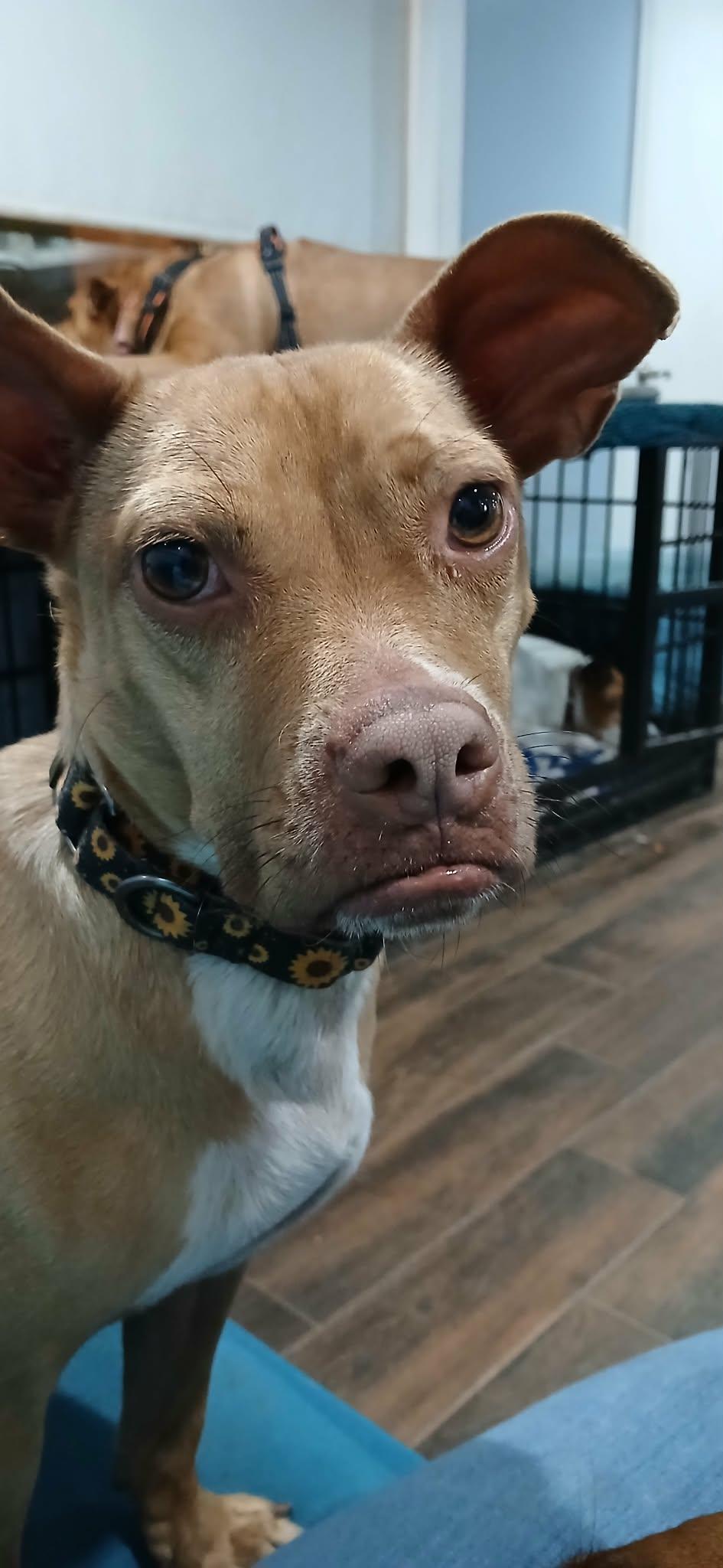 Enlarge Tatum, a ADOPTABLE mixed breed in Ocean Springs, MS image 2/5