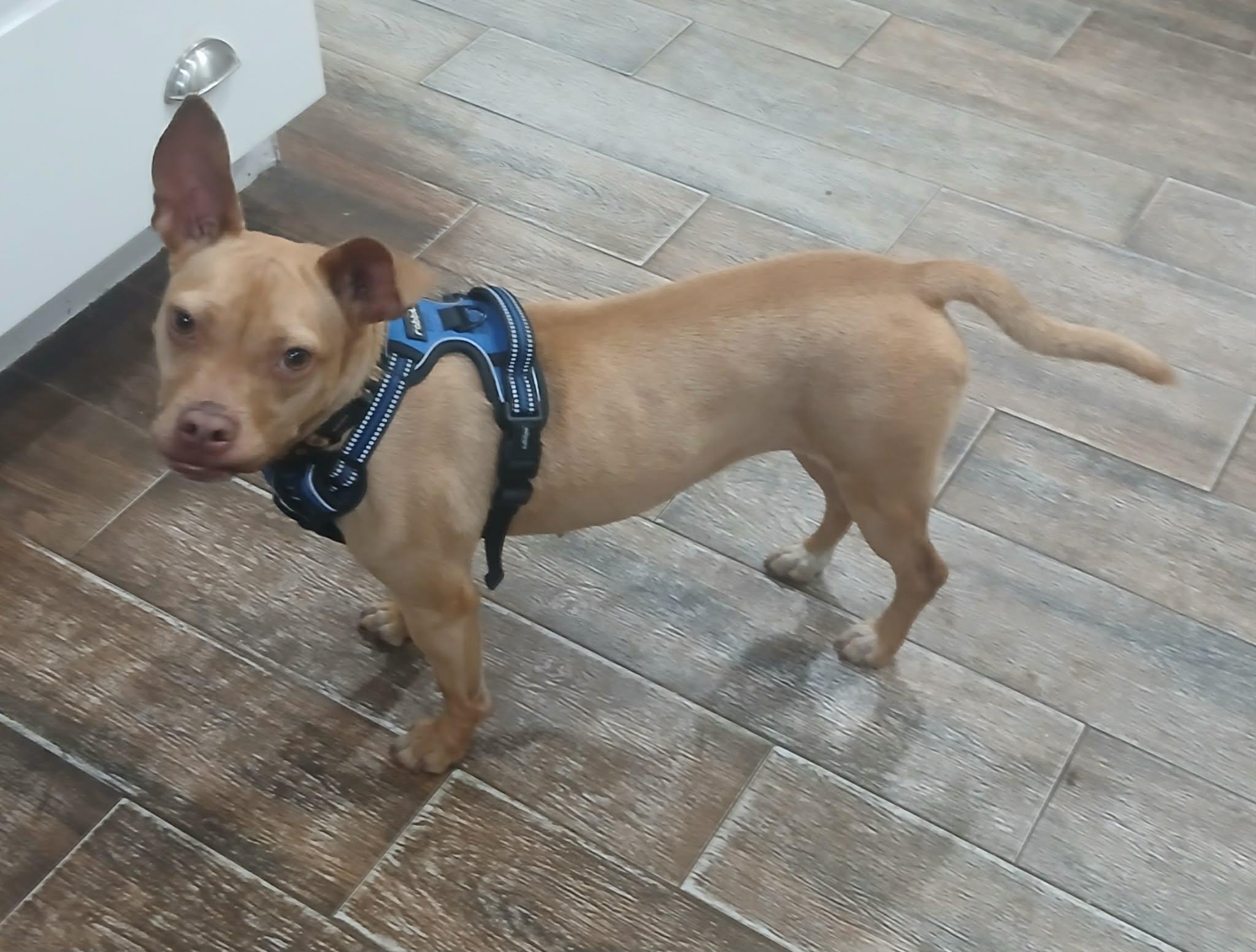 Enlarge Tatum, a ADOPTABLE mixed breed in Ocean Springs, MS image 5/5