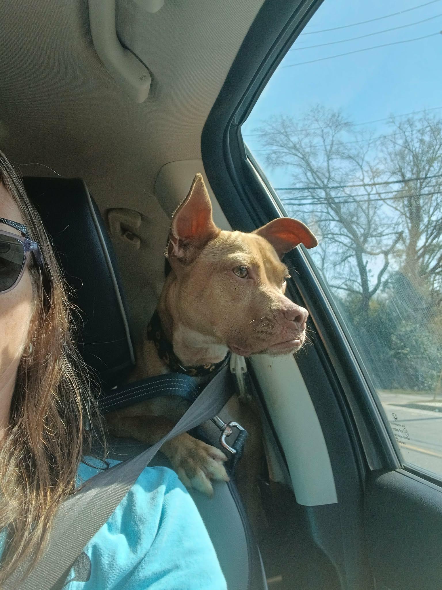 Enlarge Tatum, a ADOPTABLE mixed breed in Ocean Springs, MS image 4/5