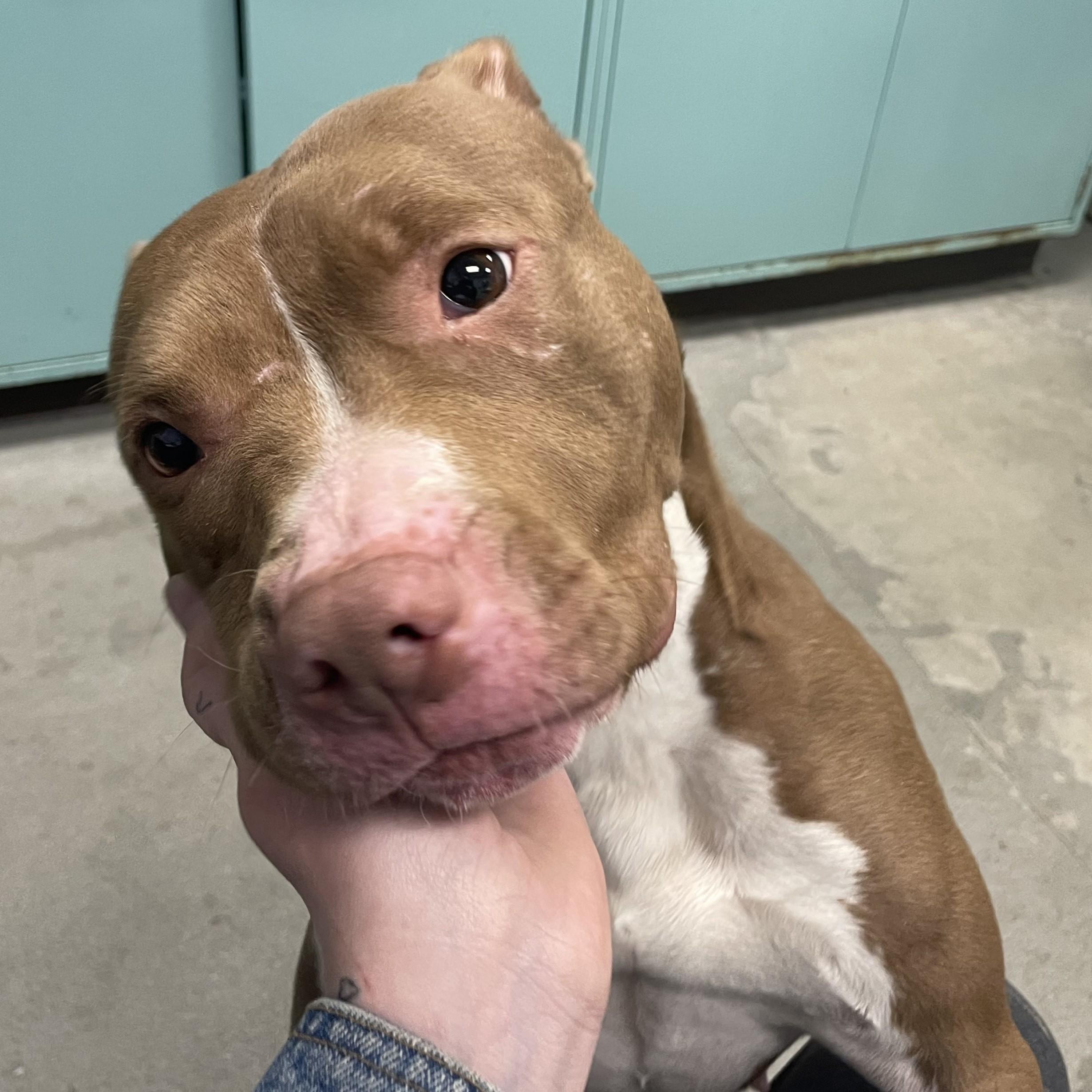 Clea, a Adopted Pit Bull Terrier in Urbana, IL image 1/2