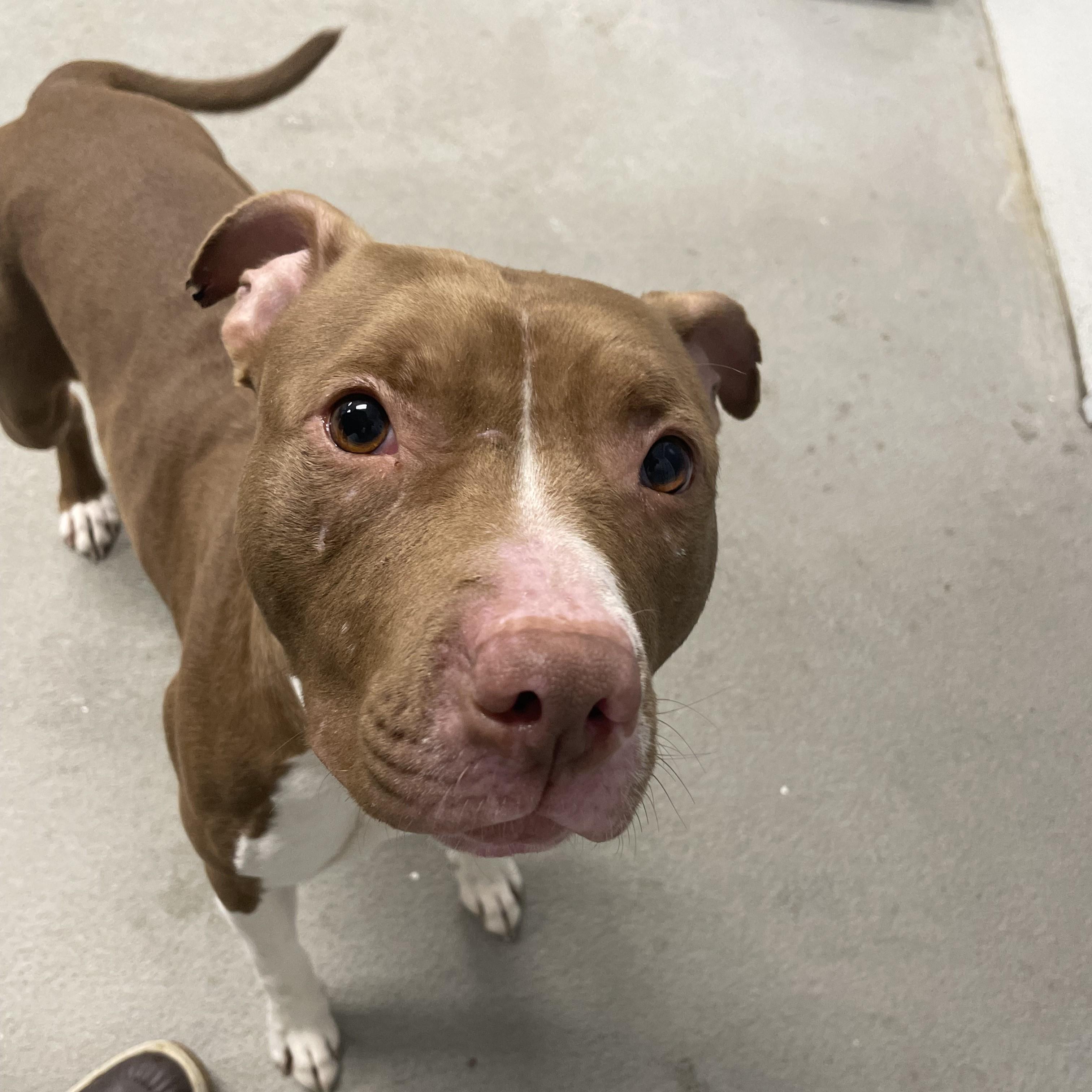 Clea, Adopted, Adult Female Pit Bull Terrier.