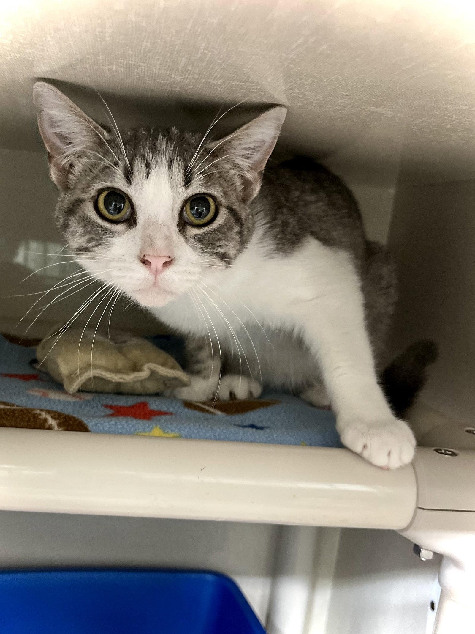 Cheesy Double Beef, Adopted, Young Male Domestic Short Hair.