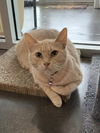 Selissa OR13191-T, a Adoptable mixed breed in Beaverton, OR image 2/3