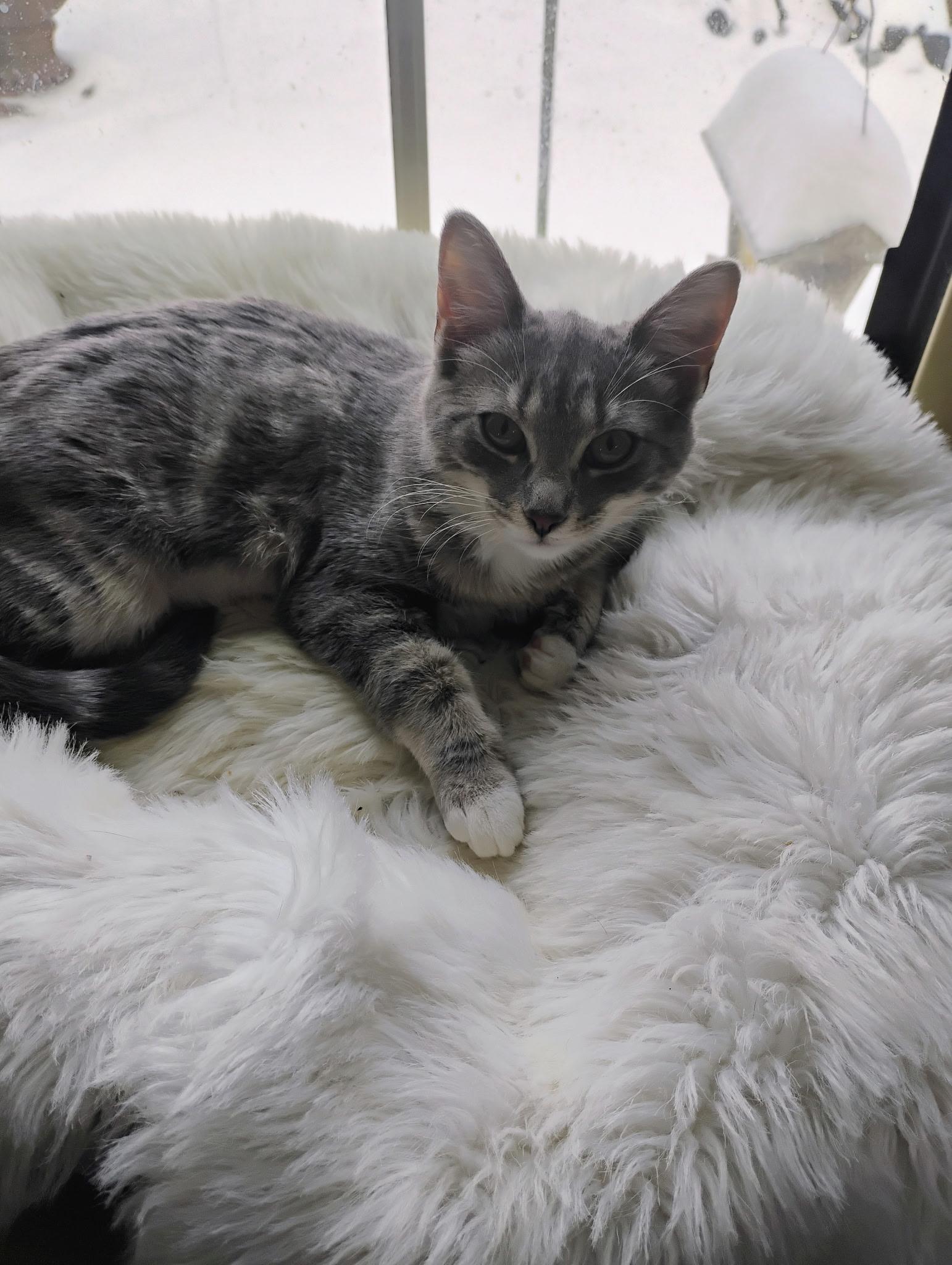 Wilma, ADOPTABLE, Kitten Female Domestic Short Hair.