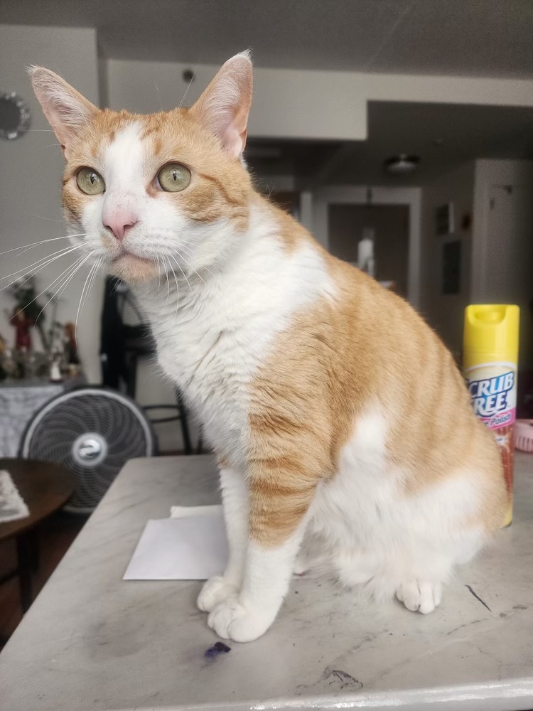 Cooper (m)