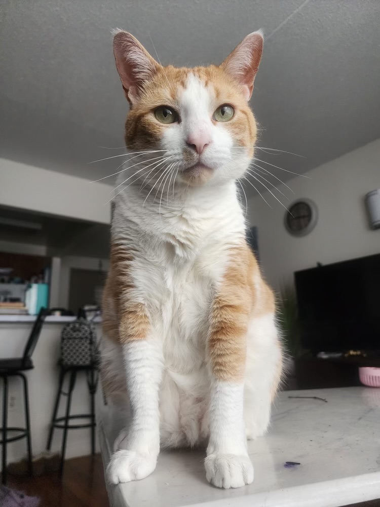 Enlarge Cooper (m), a Adoptable Domestic Short Hair in Fresh Meadows, NY image 2/2