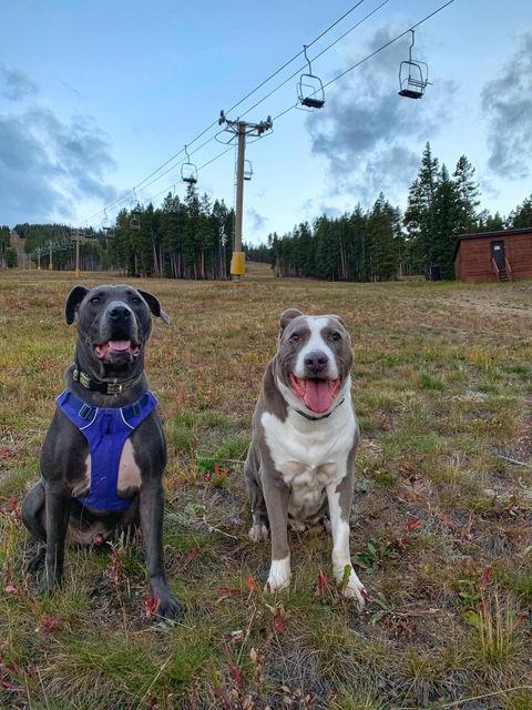 Saranac - aka "Snacks" (Courtesy), Adoptable, Adult Male Pit Bull Terrier.