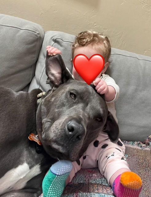 Enlarge Saranac - aka "Snacks" (Courtesy), a Adoptable Pit Bull Terrier in Aurora, CO image 2/3