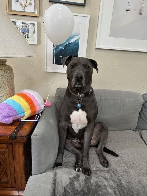 Saranac - aka "Snacks" (Courtesy), Adoptable, Adult Male Pit Bull Terrier.