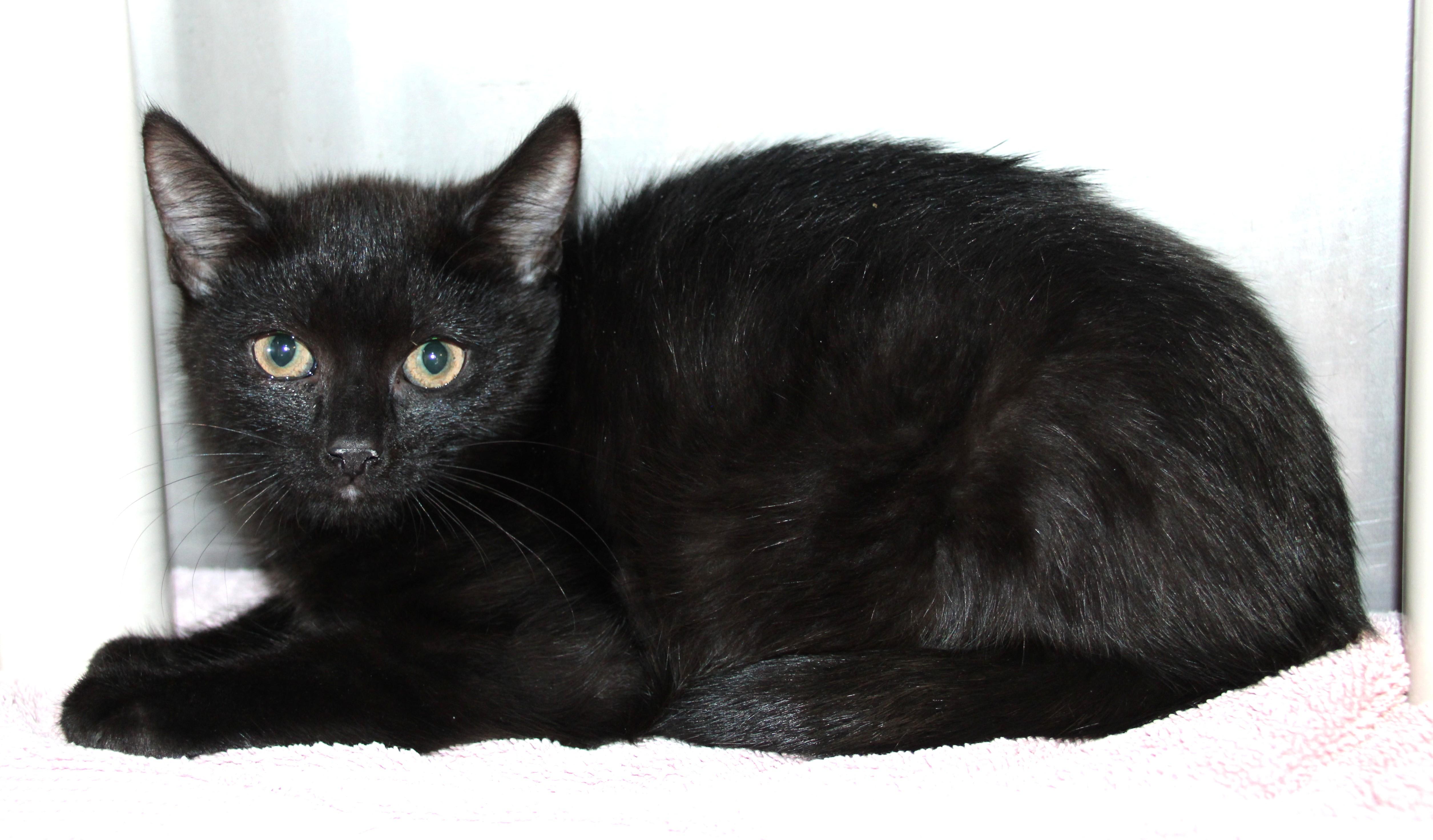 Enlarge Margarite, a ADOPTABLE Domestic Short Hair in Medfield, MA image 1/1