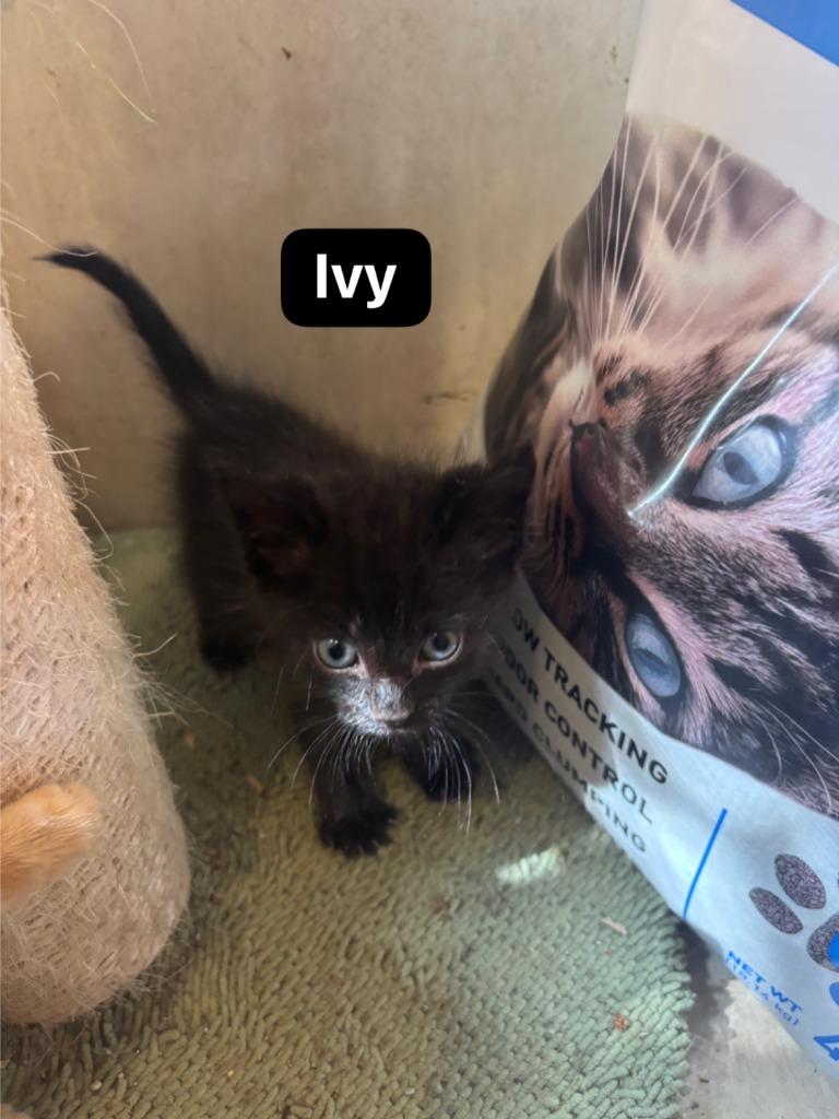 Ivy, Adoptable, Kitten Female Domestic Short Hair.