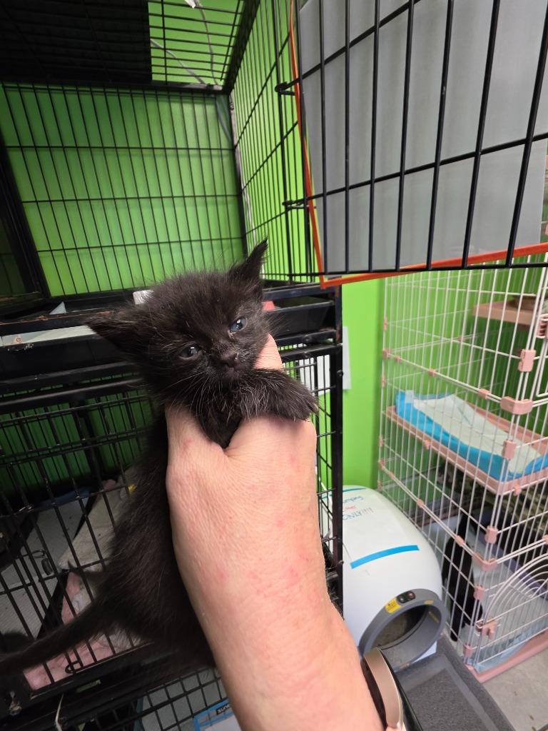 Enlarge Ivy, a Adoptable mixed breed in Johnson City, TN image 2/3