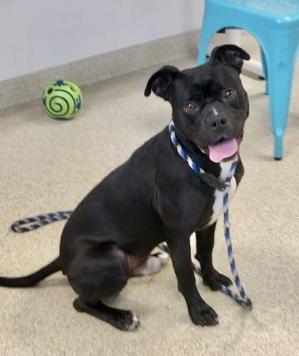 Draco — thumbnail 3