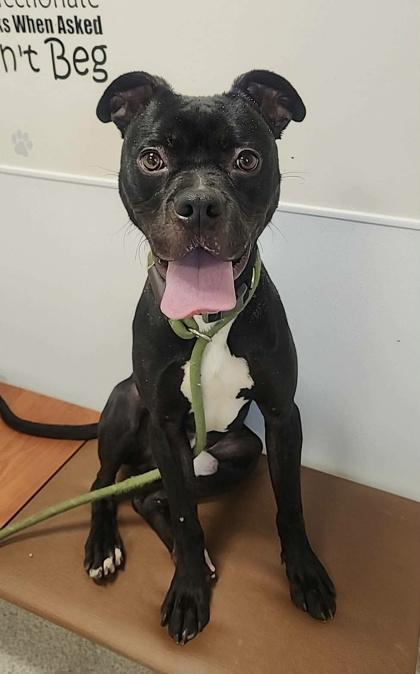 Draco — thumbnail 4