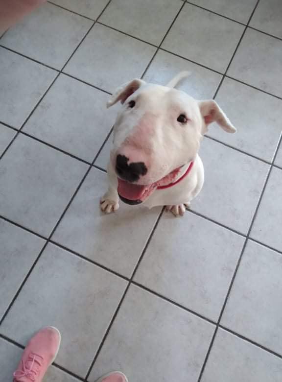 21-013-Chico Speedway, Adopted, Adult Male Bull Terrier.
