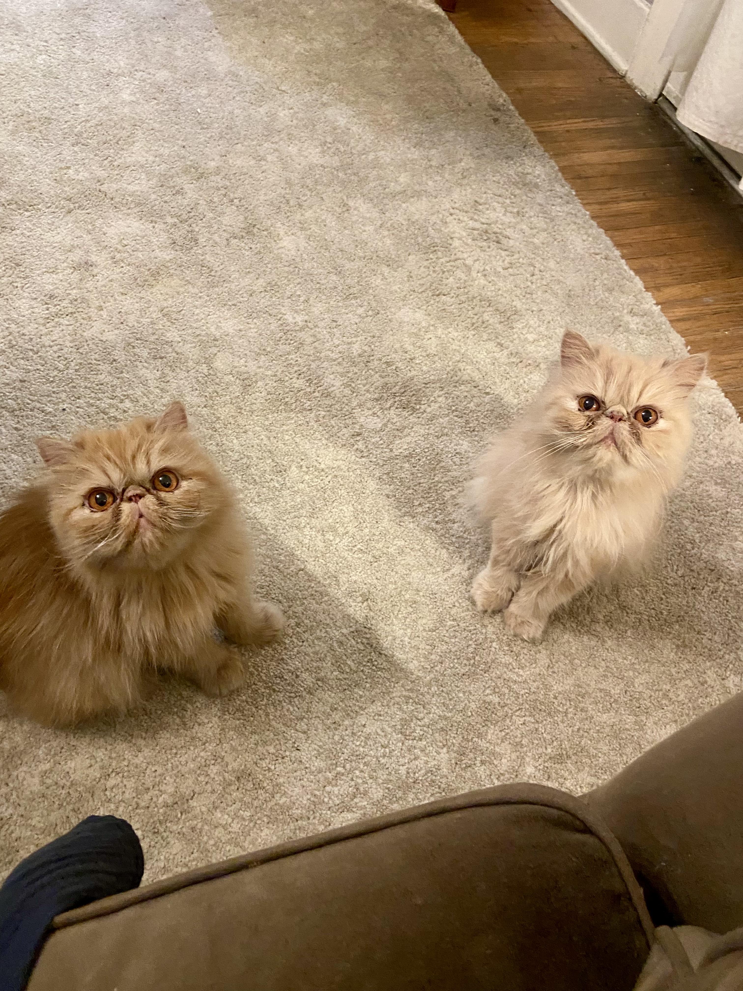 Bebe (bonded with Mini)