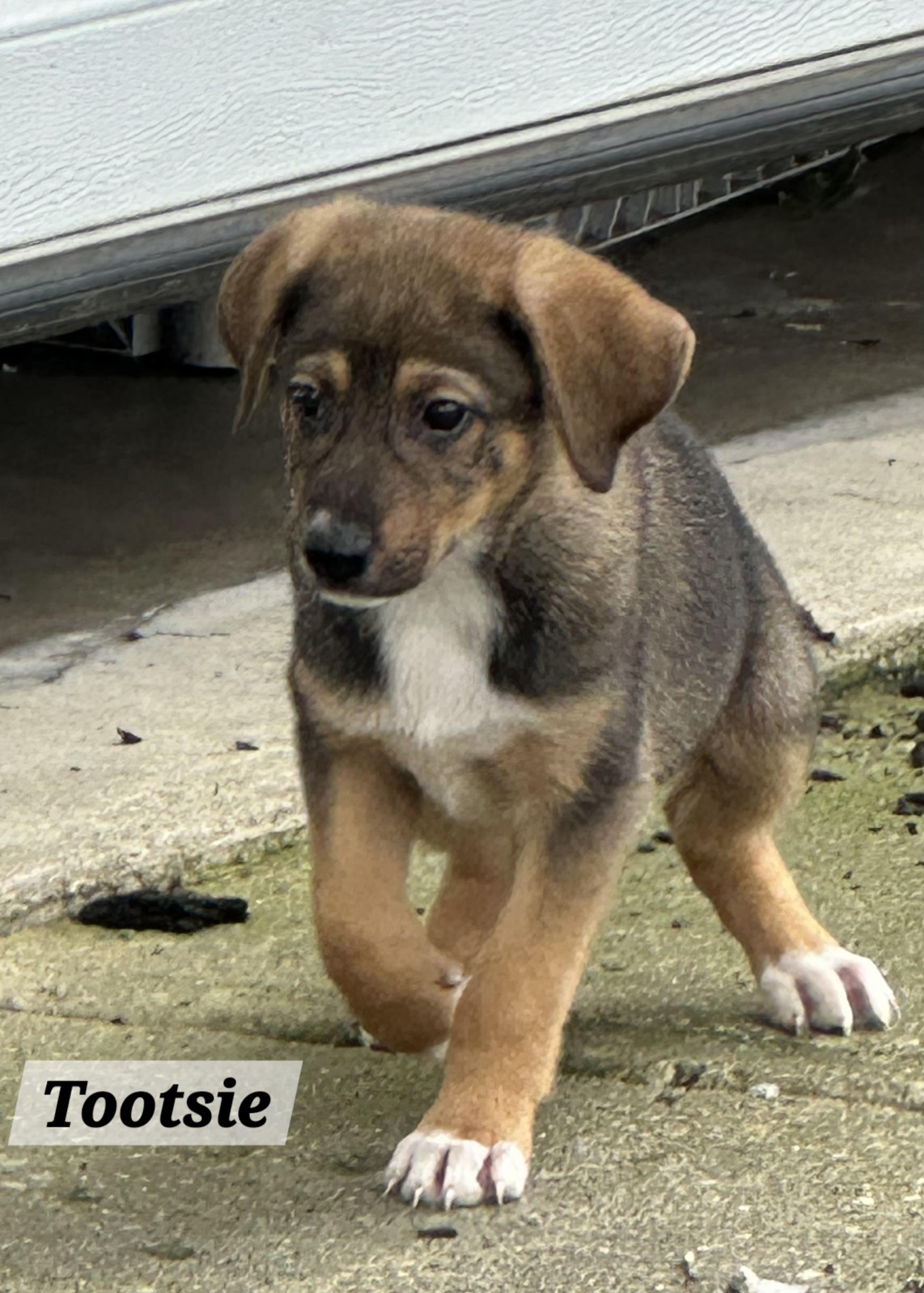 Tootsie, adopted, Puppy Female German Shepherd Dog.