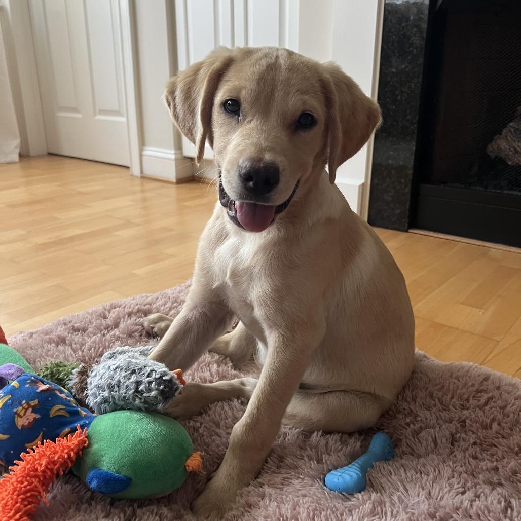 Cheddar, Adoptable, Puppy Female Labrador Retriever.